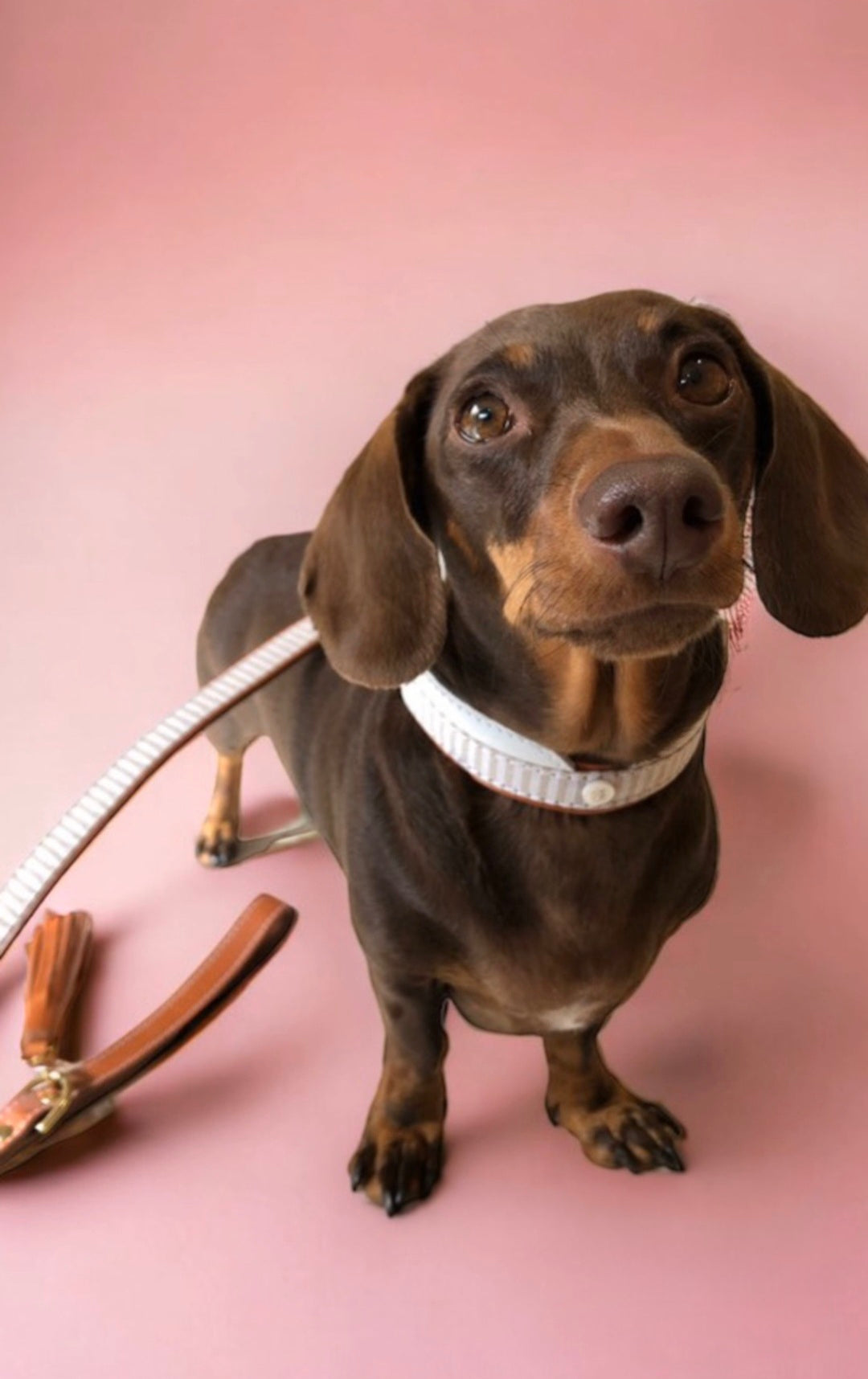 Madrid Dog Collar