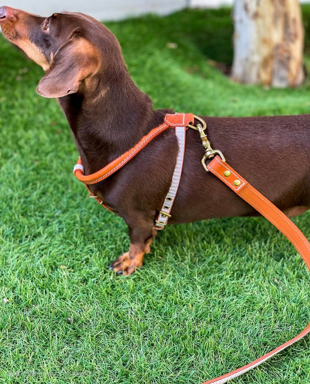 Madrid Harness